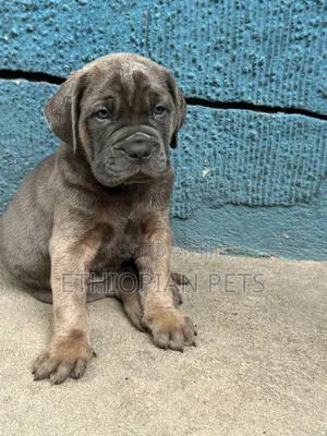 1-3 months Male Purebred Bullmastiff