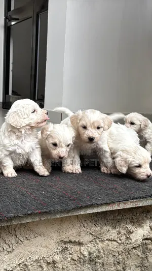 1-3 months Male Purebred Maltese