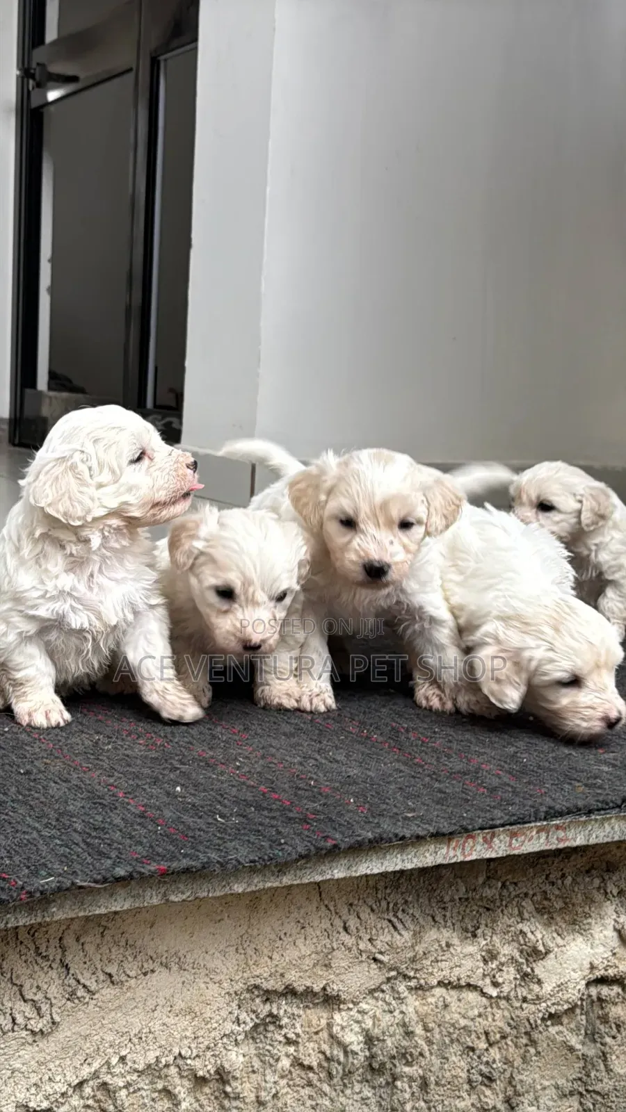 1-3 months Male Purebred Maltese