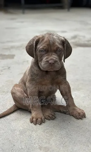1-3 months Male Purebred Bullmastiff