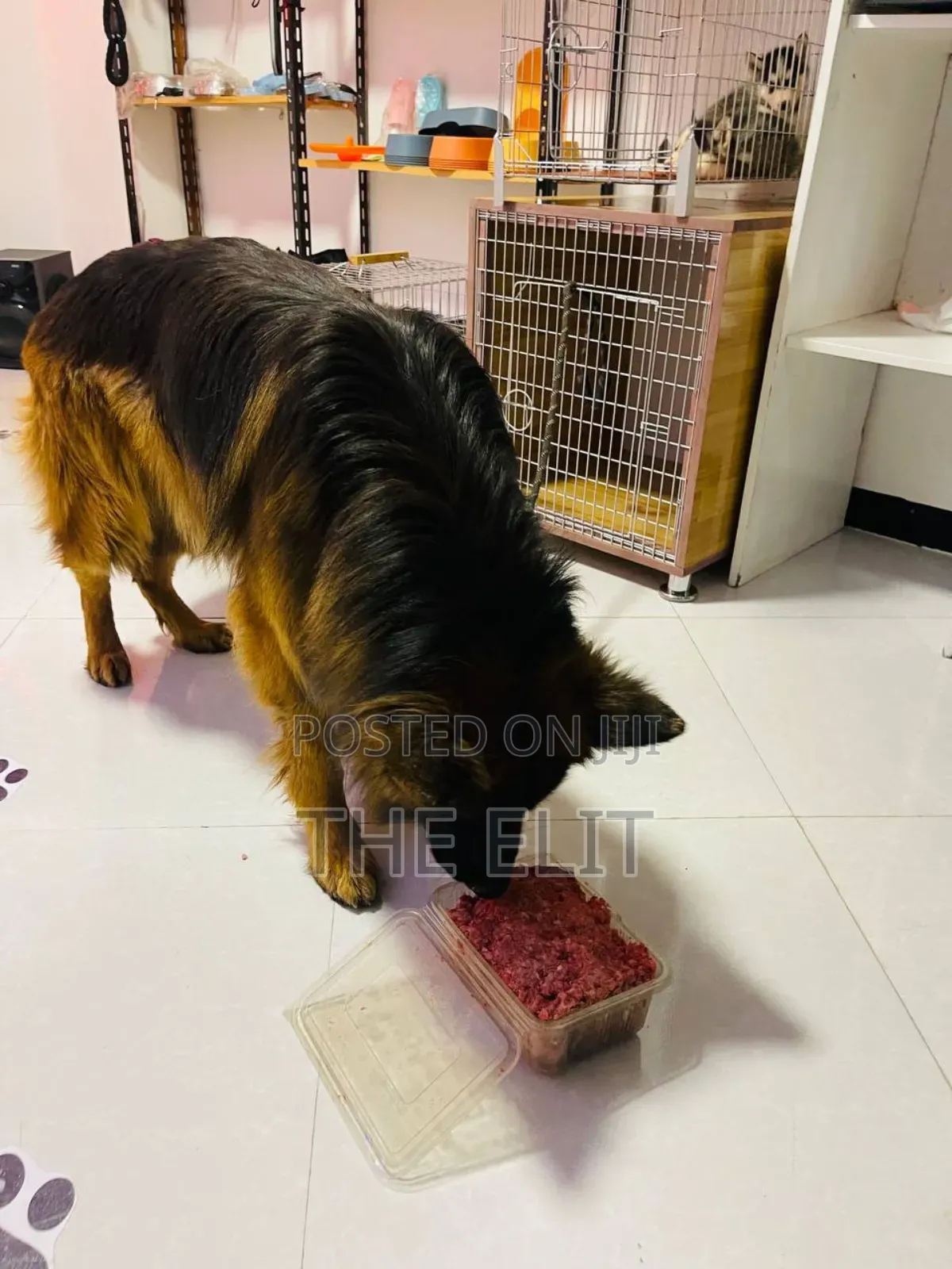 Dog and Cat Food