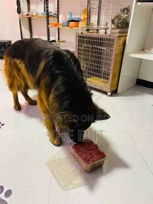 Dog and Cat Food