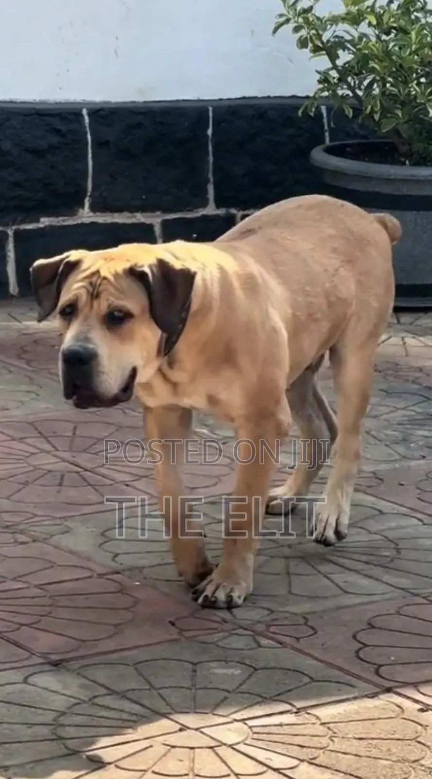 1-3 months Male Purebred Boerboel