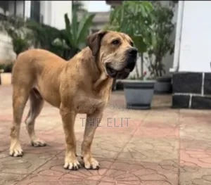 1-3 months Male Purebred Boerboel