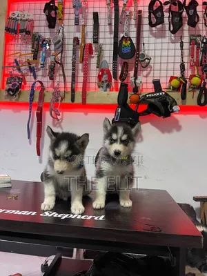 1-3 months Male Purebred Siberian Husky