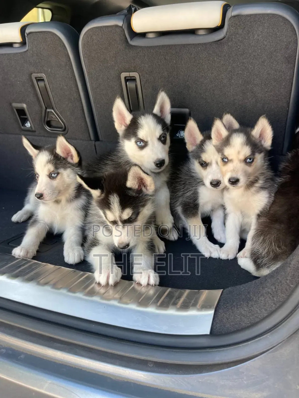 1-3 months Male Purebred Siberian Husky