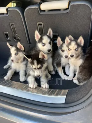 1-3 months Male Purebred Siberian Husky