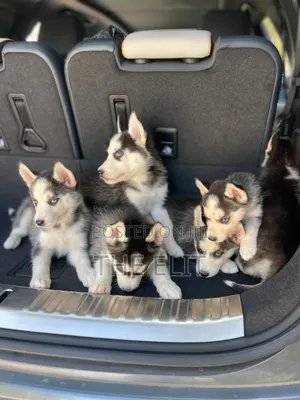 1-3 months Male Purebred Siberian Husky
