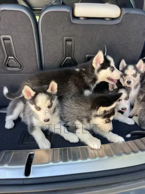 1-3 months Male Purebred Siberian Husky