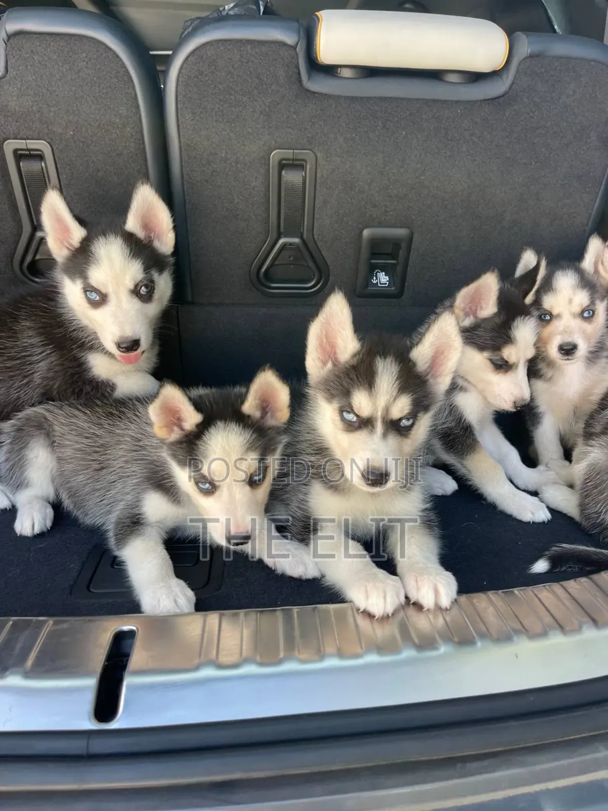 1-3 months Male Purebred Siberian Husky