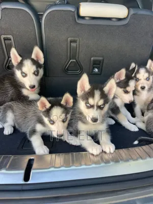 1-3 months Male Purebred Siberian Husky