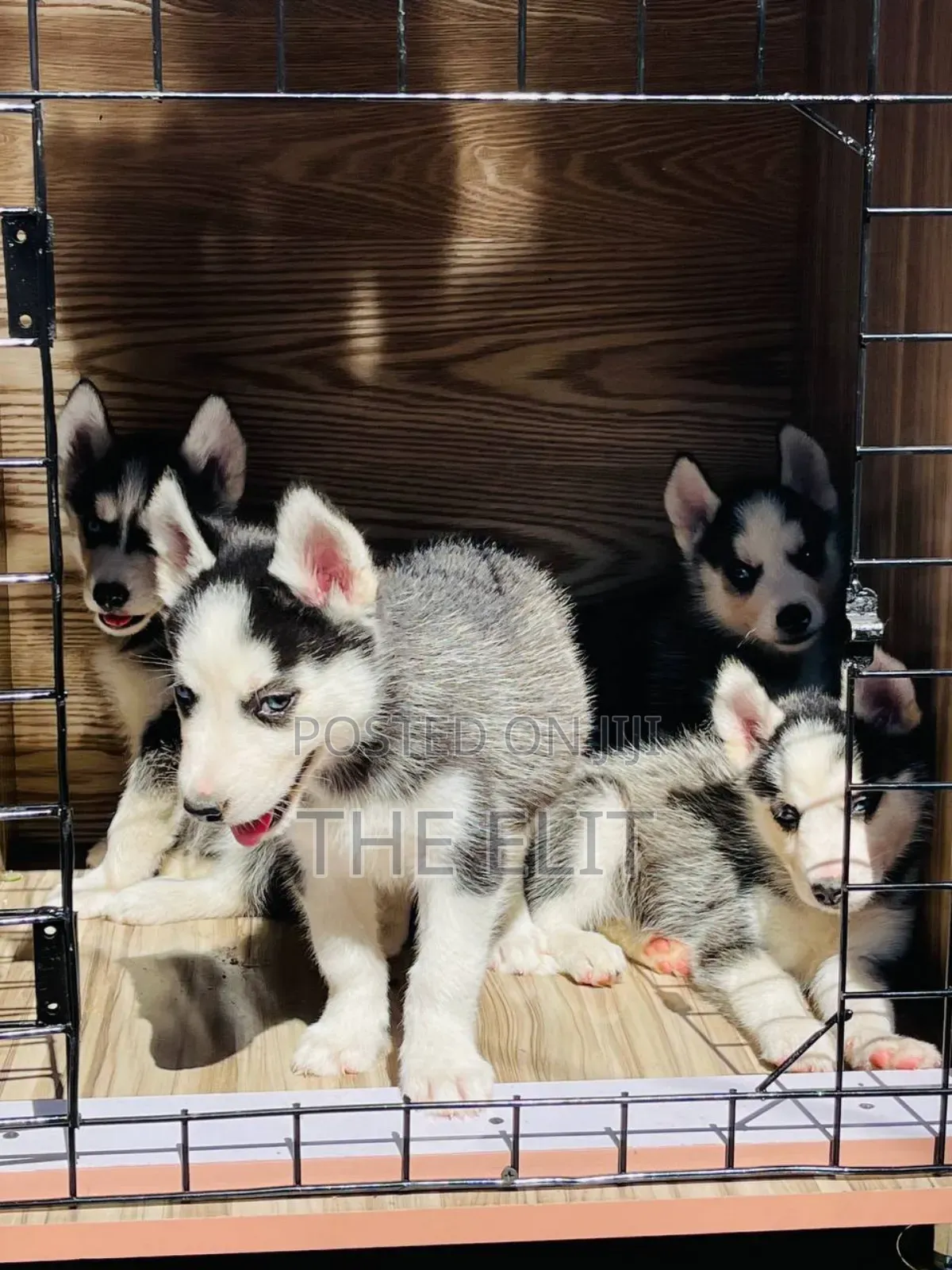 1-3 months Male Purebred Siberian Husky