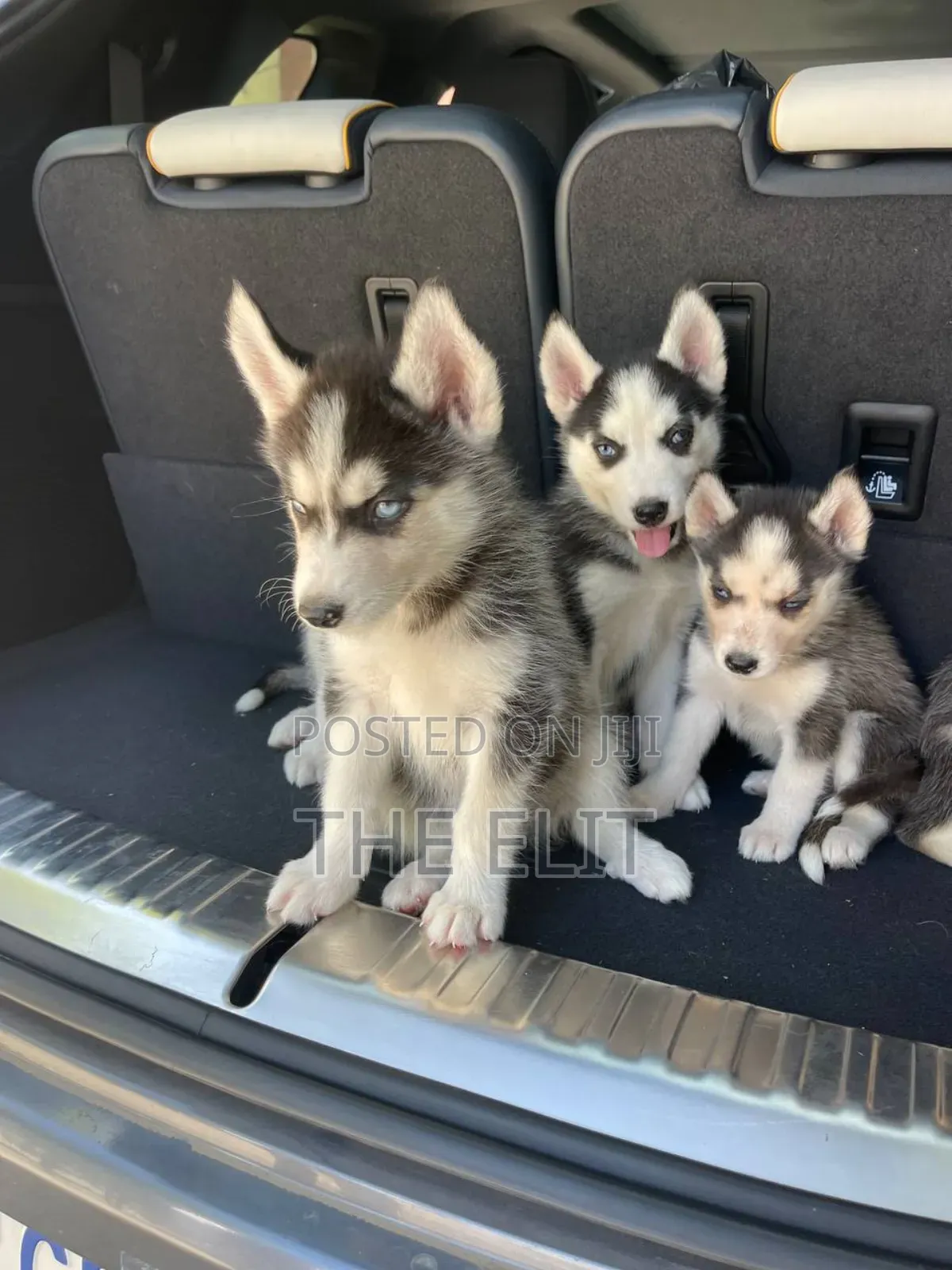 1-3 months Male Purebred Siberian Husky