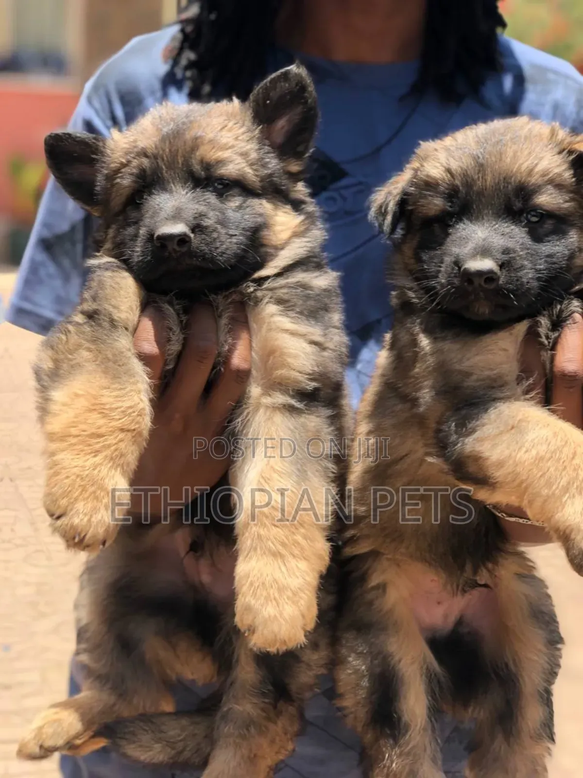 1-3 months Male Purebred German Shepherd