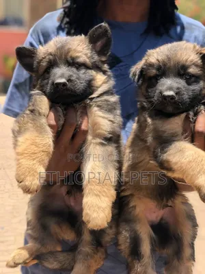 1-3 months Male Purebred German Shepherd