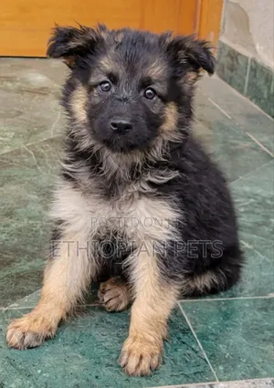 1-3 months Female Purebred German Shepherd