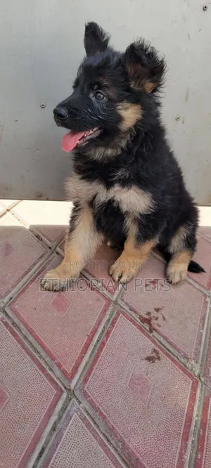 1-3 months Female Purebred German Shepherd