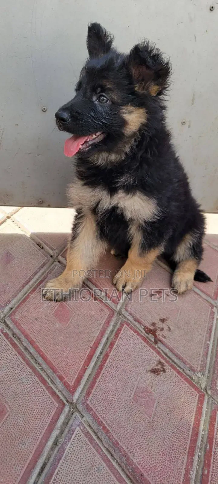 1-3 months Female Purebred German Shepherd