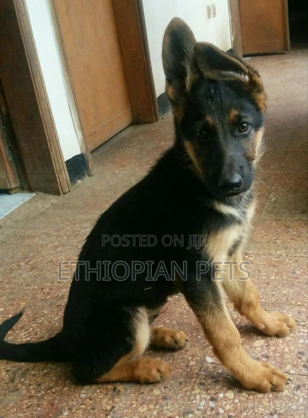 3-6 months Male Purebred German Shepherd