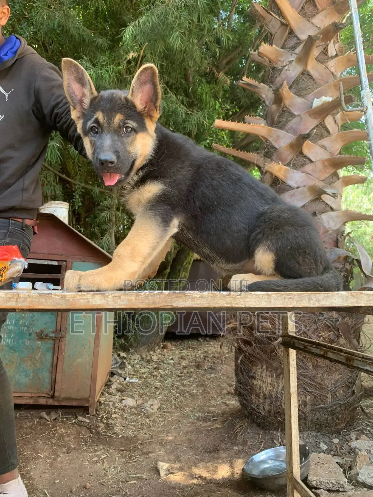 1-3 months Male Purebred German Shepherd
