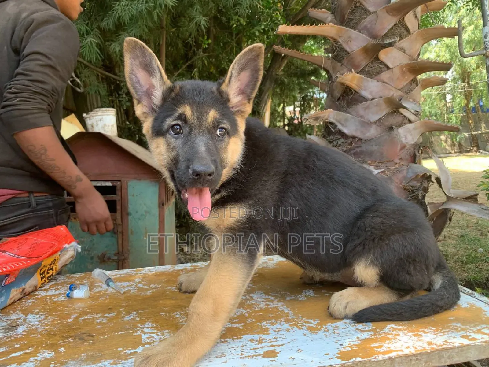 1-3 months Male Purebred German Shepherd