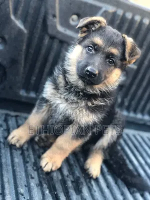 1-3 months Male Purebred German Shepherd
