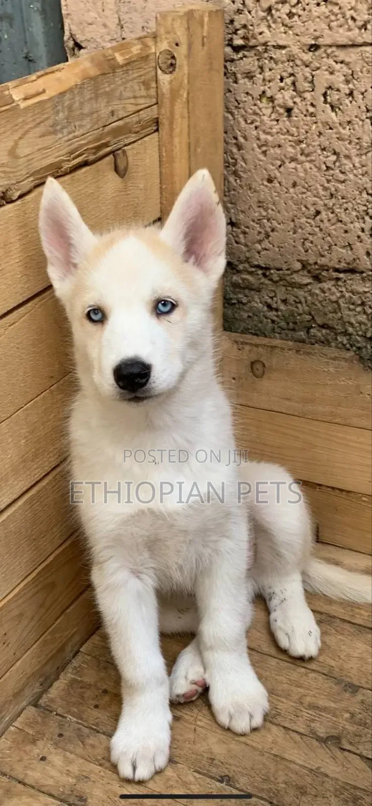 1-3 months Male Purebred Siberian Husky