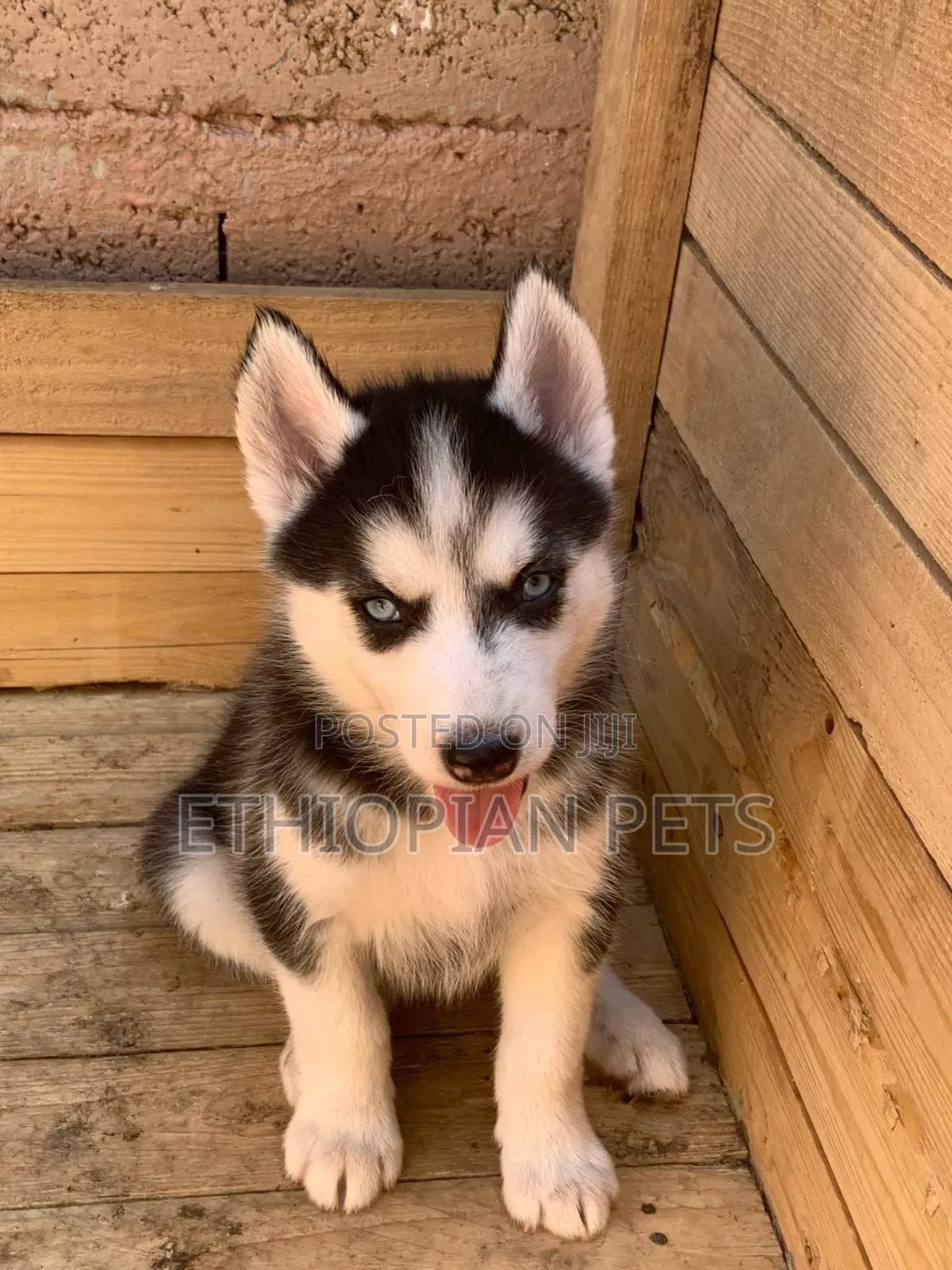 1-3 months Male Purebred Siberian Husky