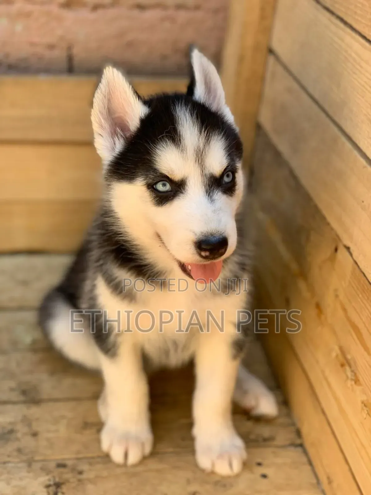 1-3 months Male Purebred Siberian Husky