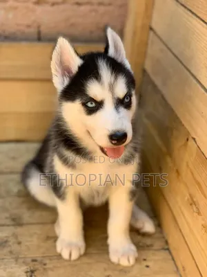 1-3 months Male Purebred Siberian Husky