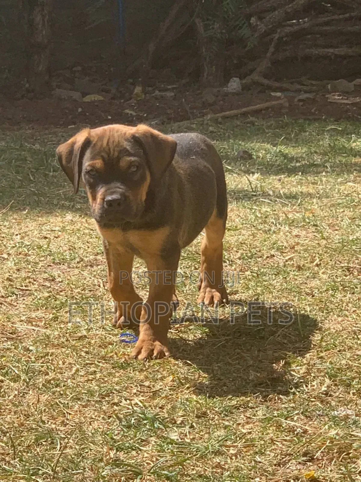 1-3 months Male Purebred Boerboel