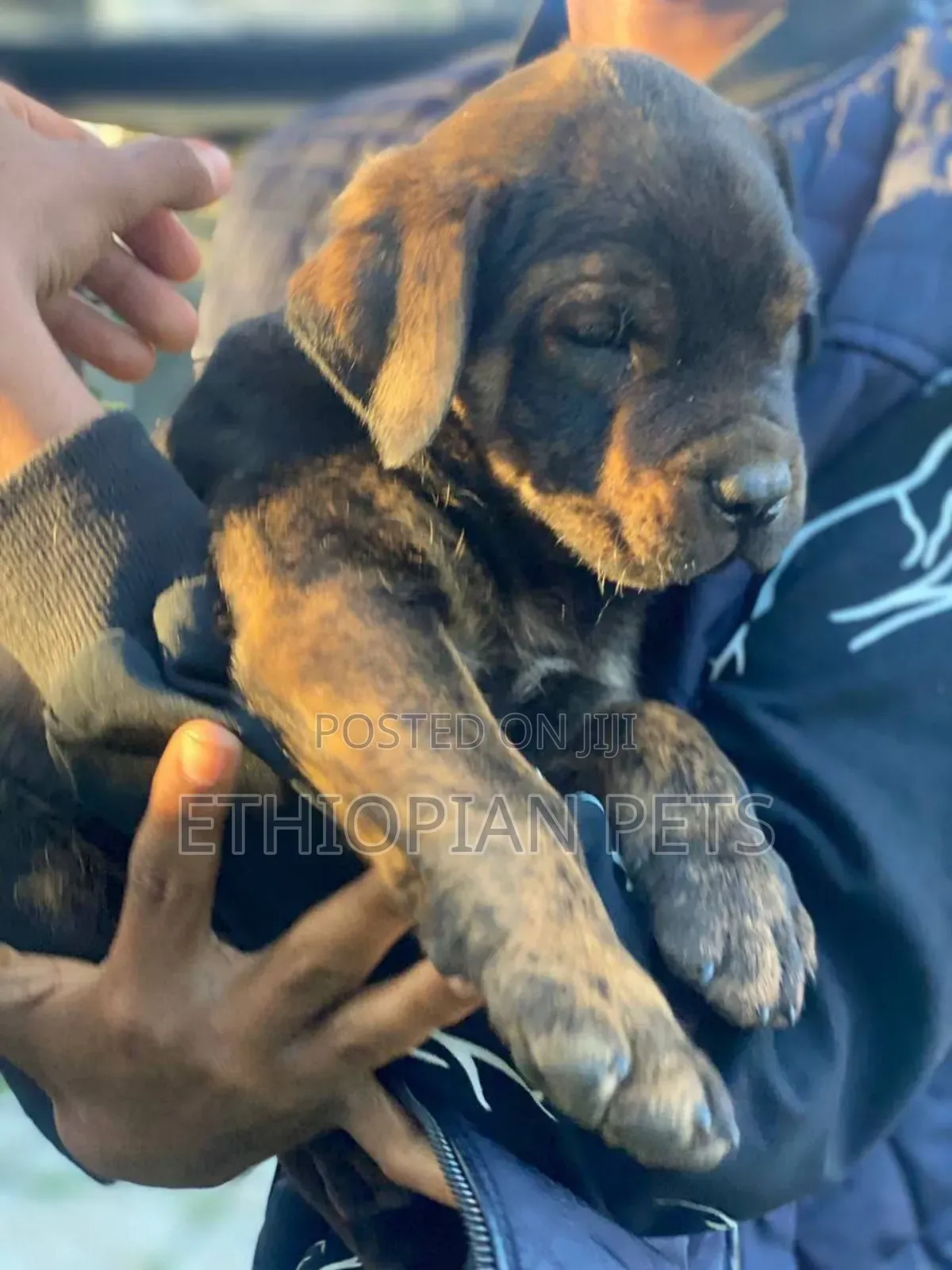 1-3 months Male Purebred Boerboel