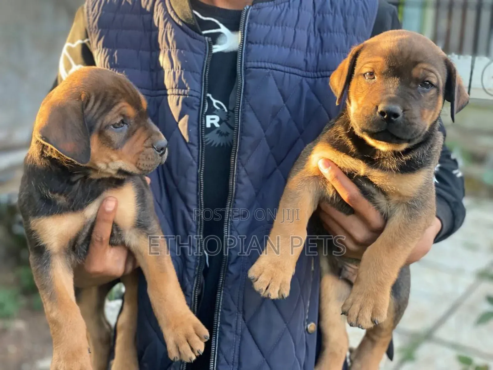 1-3 months Male Purebred Boerboel