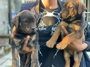 1-3 months Male Purebred Boerboel