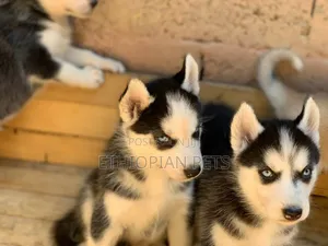1-3 months Male Purebred Siberian Husky