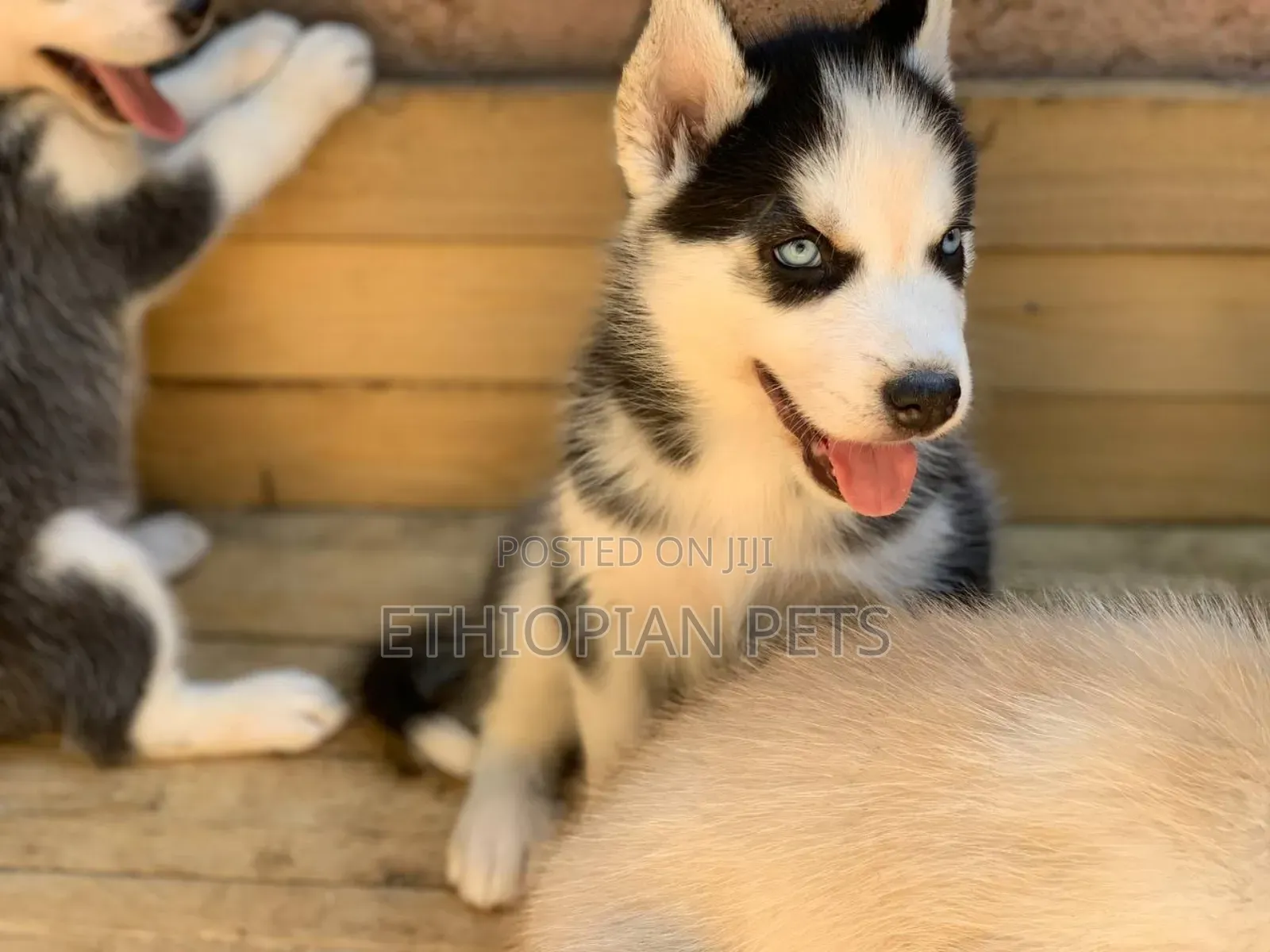 1-3 months Male Purebred Siberian Husky