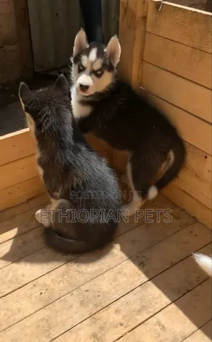 1-3 months Female Purebred Siberian Husky