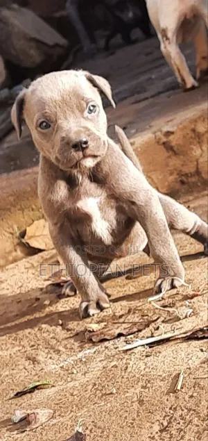 1-3 months Male Purebred American Pit Bull Terrier