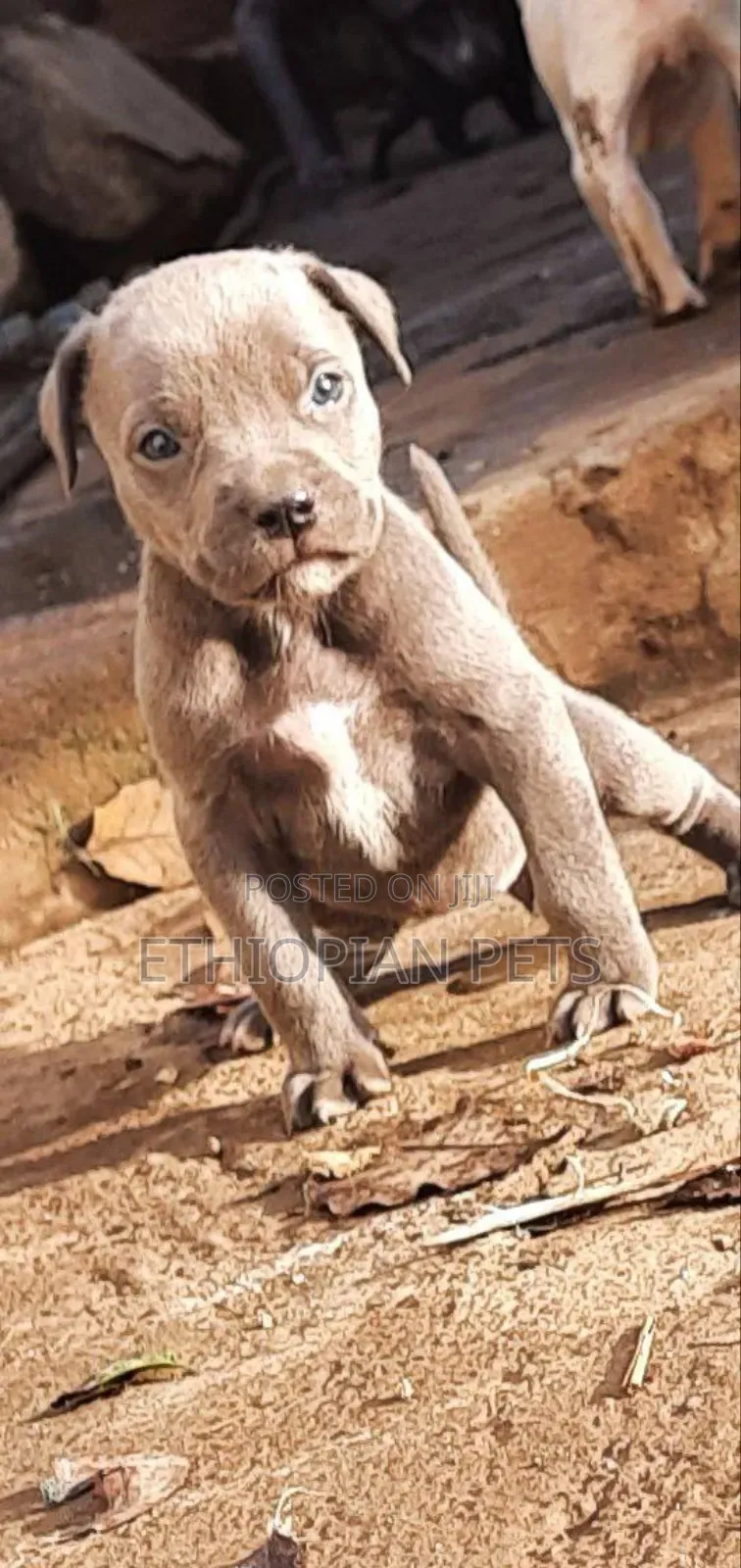 1-3 months Male Purebred American Pit Bull Terrier