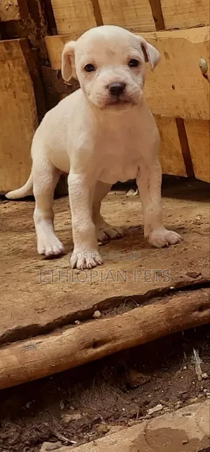 1-3 months Male Purebred American Pit Bull Terrier