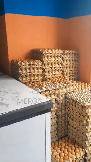 Fresh Eggs