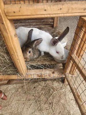 Bunny Pet Animal