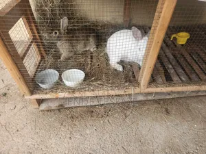 Bunny Pet Animal