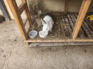 Bunny Pet Animal