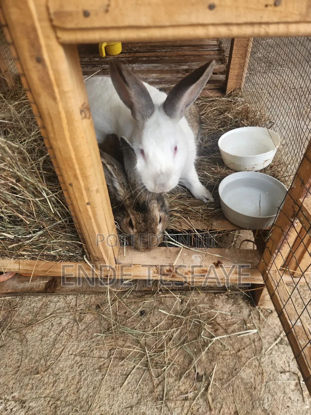 Bunny Pet Animal