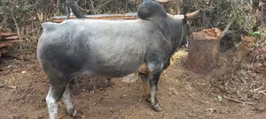 Ye Delebu Kebtoch