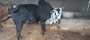 Ye Delebu Kebtoch