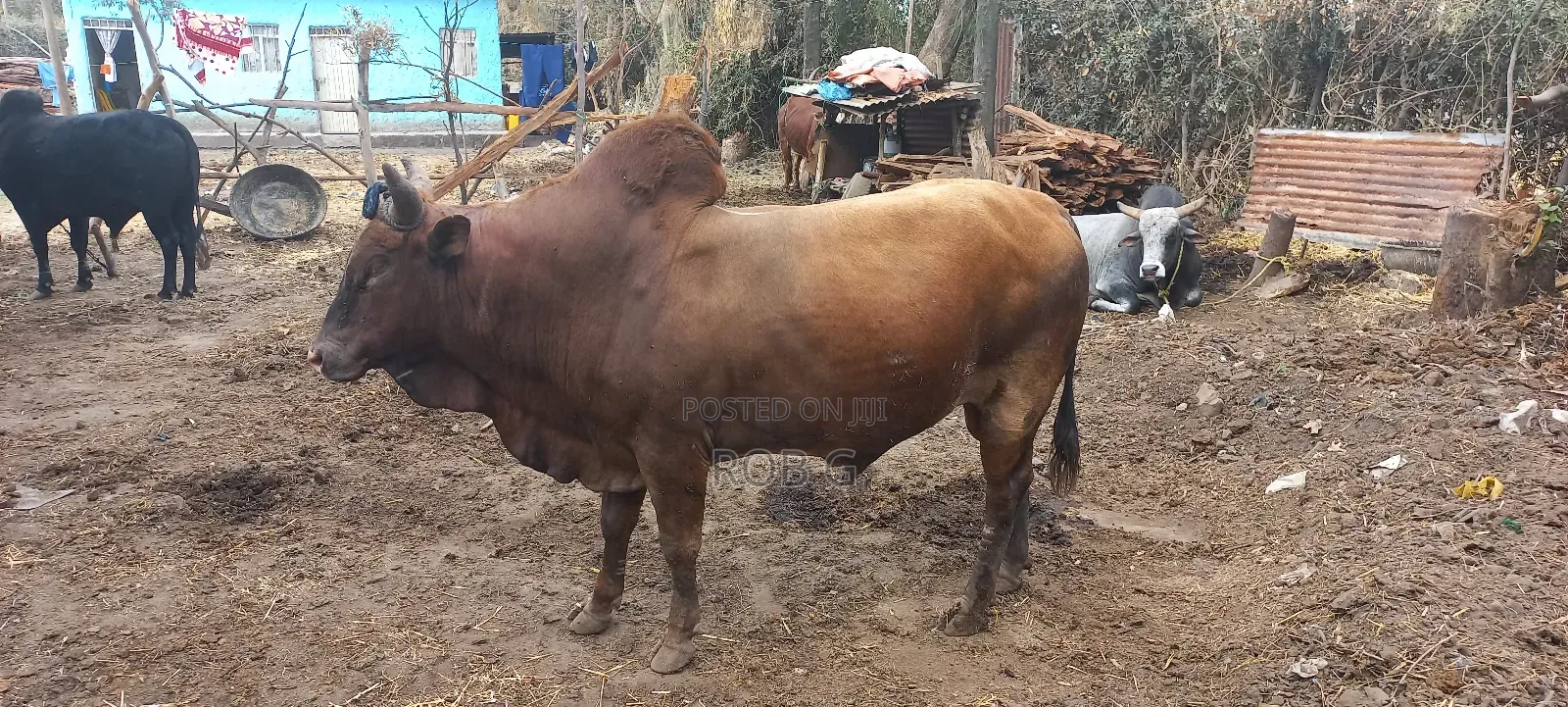 Ye Delebu Kebtoch