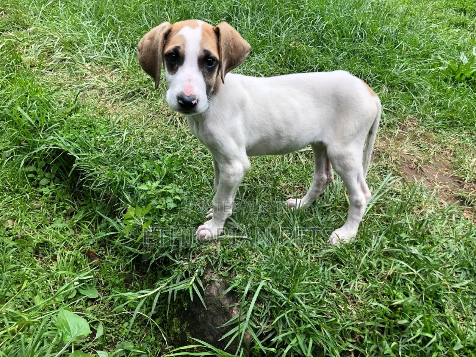 1-3 months Male Purebred Great Dane