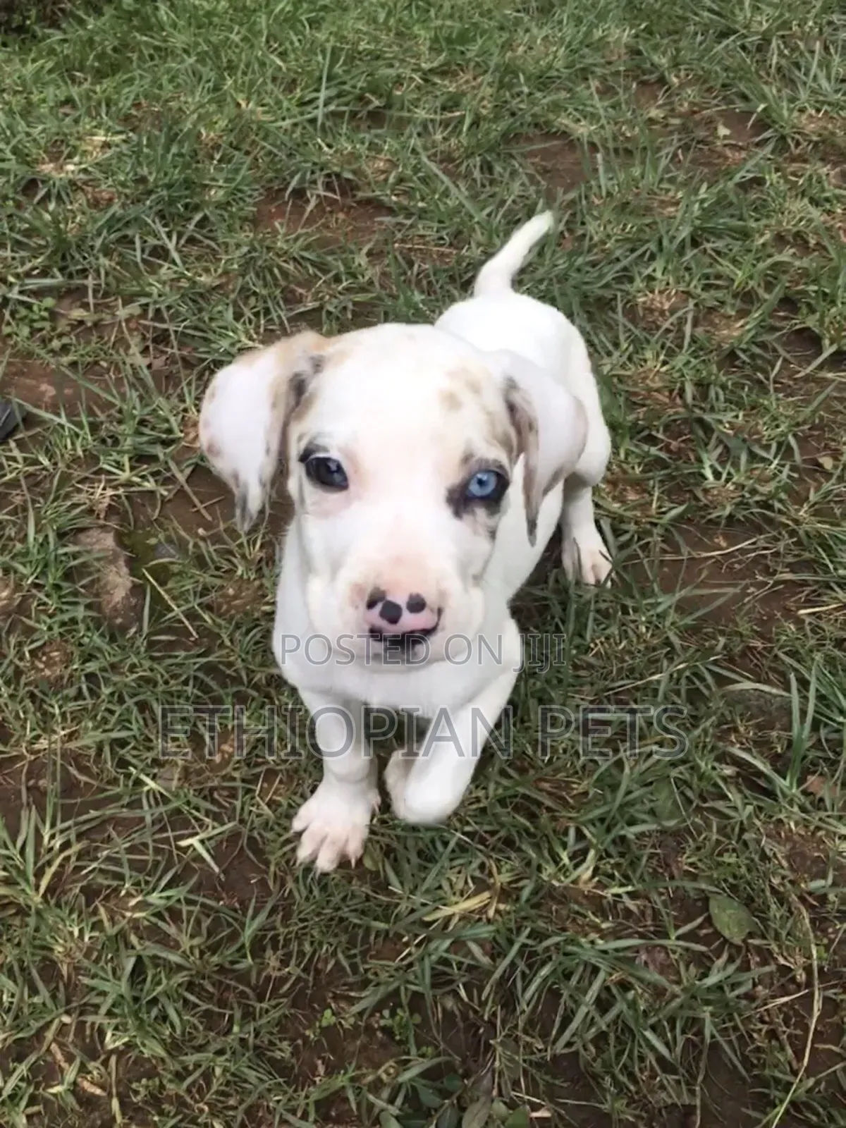 1-3 months Male Purebred Great Dane